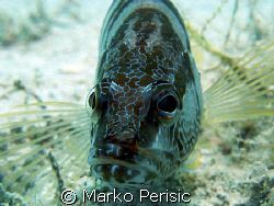 A Lettered Perch (Serranas scriba) takes a look into the ... by Marko Perisic 